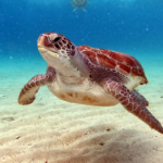 Tortugas marinas: Datos fascinantes que quizás no conocías